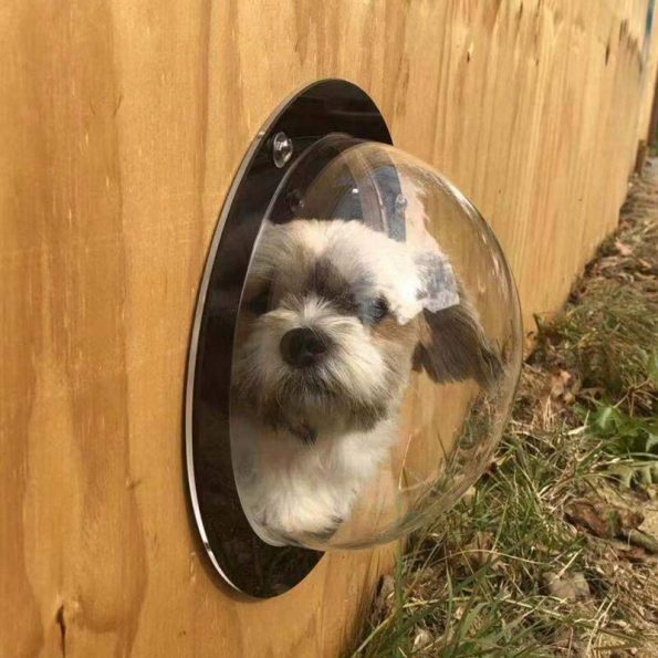 Dog Fence Window 2